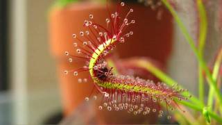 Drosera Capensis Cape Sundew Eating A Fruit Fly High QualityHD Time Lapse [upl. by Sharity]