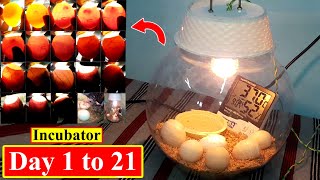 How to Hatch a Chicken Egg at Home without Incubator  Glass Pot  Incubator for Chicken Eggs [upl. by Birdella]