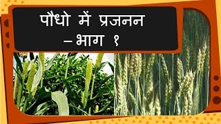 Science  Plant reproduction and growth  Hindi [upl. by Ymmac542]