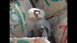 hamadryas baboon sounds [upl. by Tol]