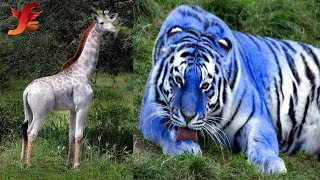 Top 5 Animals With Extremely Unique Color Mutations Animals That Are The Wrong Color [upl. by Julina]