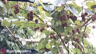 Tahukah kalian pohon buah Kiwi 🥝 [upl. by Dyke226]