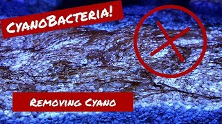 Dealing with Cyano in the 230g Reef Tank [upl. by Alleuqcaj]