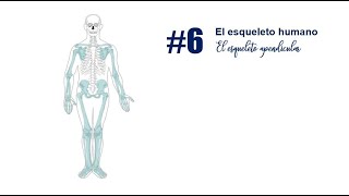 Esqueleto apendicular [upl. by Nerradal]