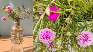 Easy Way To Grow Portulaca In Water 🤩😍  Portulaca Propagation in Water [upl. by Otreblaug]