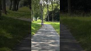 The Most Beautiful Bike Paths in the Netherlands [upl. by Ludlow]