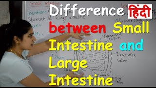 Difference between Small Intestine and Large Intestine in Hindi  RajNEET Medical Education [upl. by Heater]