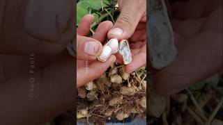 How to Grow Peanuts at Home 🥜 plants farming shorts [upl. by Creight]