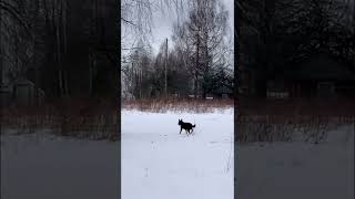 Dog walking funny in a deep snow 🤣 [upl. by Martinic]