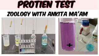 protien test  biochemistry biochemistry practical [upl. by Kelila]