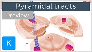 Pyramidal tracts pathways and functions preview  Human Neuronatomy  Kenhub [upl. by Otreblada472]