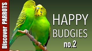 Happy Budgies 2  Budgerigar Sounds to Play for Your Parakeets  Discover PARROTS [upl. by Aekal]