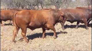 BRISTOW BONSMARA 52nd Annual Production Sale 20 June 2024 11h00 Bandelierkop Sale Pens [upl. by Manoop691]