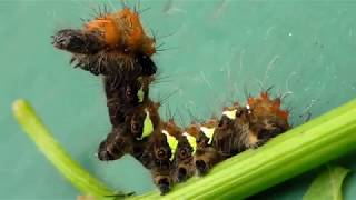 The ULTIMATE CATERPILLAR compilation [upl. by Tadio]