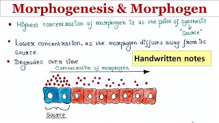 Morphogenesis and morphogen  Handwritten notes [upl. by Brenza]