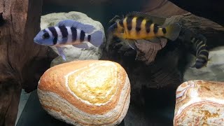 Neolamprologus tretocephalus  N sexfasciatus Kipili gold [upl. by Giverin]