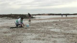 Pêche à pied dans la baie du MontSaintMichel [upl. by Anahsohs]