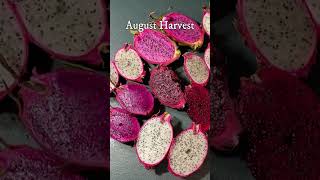 Whats Growing Dragon Fruits and Epiphyllums 83024 [upl. by Aelanna]