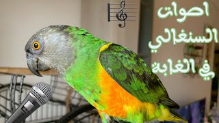 Happy Senegal parrot sounds in the african forest اصوات رائعة و غناء للببغاء السنغالي في الغابة [upl. by Eimilb]