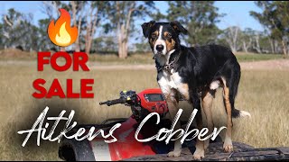 Aitkens Cobber Central West QLD Working Dog Auction 2024 [upl. by Harrison]