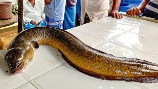 Never Seen 5Kg Live Eel Fish Cutting amp Cleaning Skills  Amazing Moray Eel Excellent Fish Cutting [upl. by Dorfman]