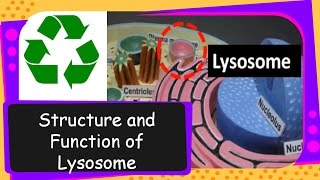 Science – What is Lysosome Its structure and functions – English [upl. by Docia408]