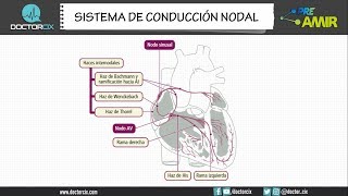 SISTEMA DE CONDUCCIÓN NODAL [upl. by Johst502]