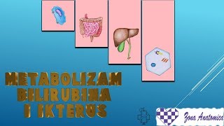 Metabolizam bilirubina i ikterus [upl. by Llevaj]