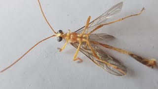 Nocturnal Parasitic wasp  Ichneumonidae [upl. by Elodie]