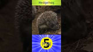 Hedgehog  Short [upl. by Enitsirk]