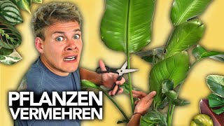 PFLANZEN VERMEHREN  Ableger richtig schneiden  Joeys Jungle Plants [upl. by Alaster]