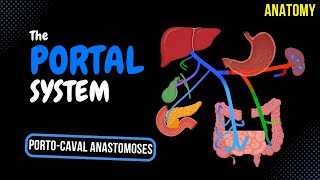 Portal Venous System EASY Scheme  Anatomy [upl. by Lucine65]