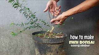 Membuat bonsai saeng simbur mini pres batang [upl. by Lancey540]