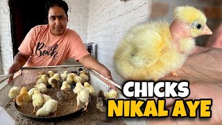 Murgiyon ke bache nikal aye  Eggs incubator  Pakistan Ostrich Farm Brand [upl. by Fesoj]