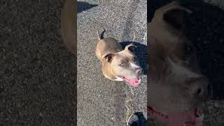 Amstaff Pitbull Off Leash Training amstaff pitbull dog offleash training catch bmw [upl. by Ayama]