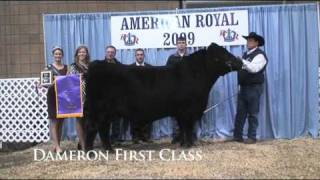 2009 American Royal Bull Show [upl. by Petulah]