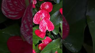 Anthurium How to Care the Anthurium [upl. by Annoid]