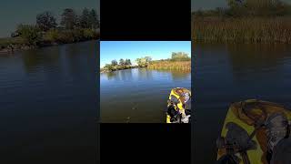 River Smallie Jumpingfighting youtubeshorts bassfishing fishing bassangler smallmouthbass [upl. by Kristoffer]