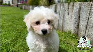 Bichon Frise Puppies [upl. by Nylorac]