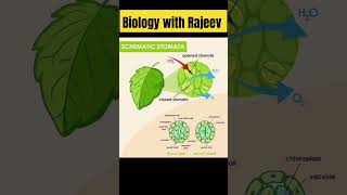 stomataclass 10 biology biology boardexams schoolexam 🤗🤗 [upl. by Pang]