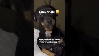 Cachorro triste 😢 dog cachorro Cachorrotriste [upl. by Bushore]