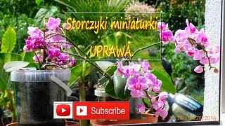 143 Storczyki miniaturka Uprawa pielęgnacja podlewanie zimowanie [upl. by Zaccaria]