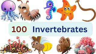 100 Invertebrates Names part 2  Preschool Learners List of InvertebratesInvertebrates with pics [upl. by Sophie]