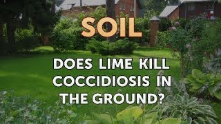 Does Lime Kill Coccidiosis in the Ground [upl. by Fruin]