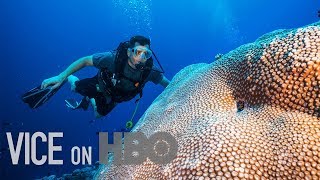 Scientists Are Breeding Super Coral That Can Survive Climate Change [upl. by Necaj]