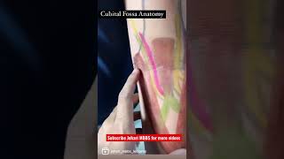 Cubital Fossa Anatomy In Hindi  shorts  Cubital Fossa Contents  Cubital Fossa 3D Anatomy [upl. by Demaria32]