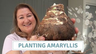 How To Plant Amaryllis Bulbs [upl. by Nwahsirhc]