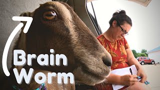 Our Scary Experience With Meningeal Worm Deer Worm in Our Dairy Goat Herd [upl. by Moishe]