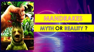 MANDRAKE  SCREAMING PLANTS  MYTH OR REALITY 😲 [upl. by Ajram906]