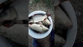 Pescuit la Zavideni final partida fishing carps fish carpfishing carplove [upl. by Hughett]